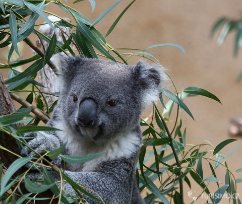 Medvídek koala, autor: Rennett Stowe